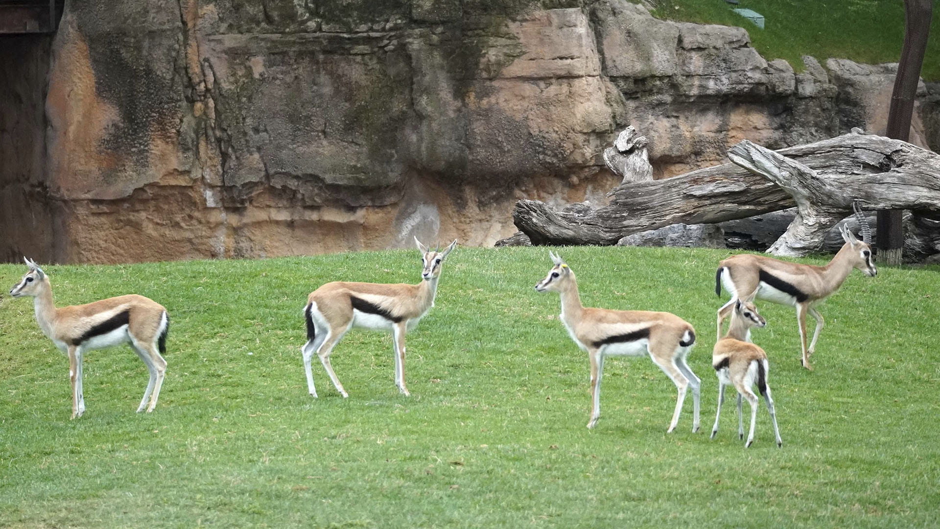 Gacelas de Thomson en la sabana de BIOPARC Valencia