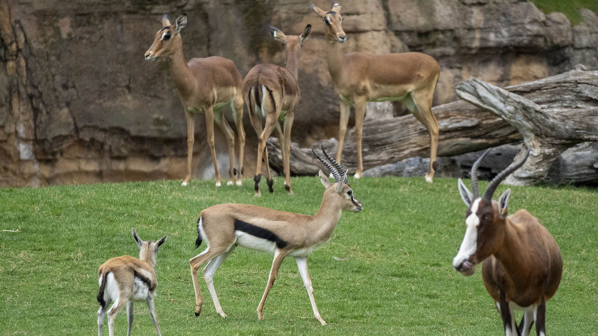 Gacelas de Thomson, impalas y blesboks en la sabana de BIOPARC Valencia