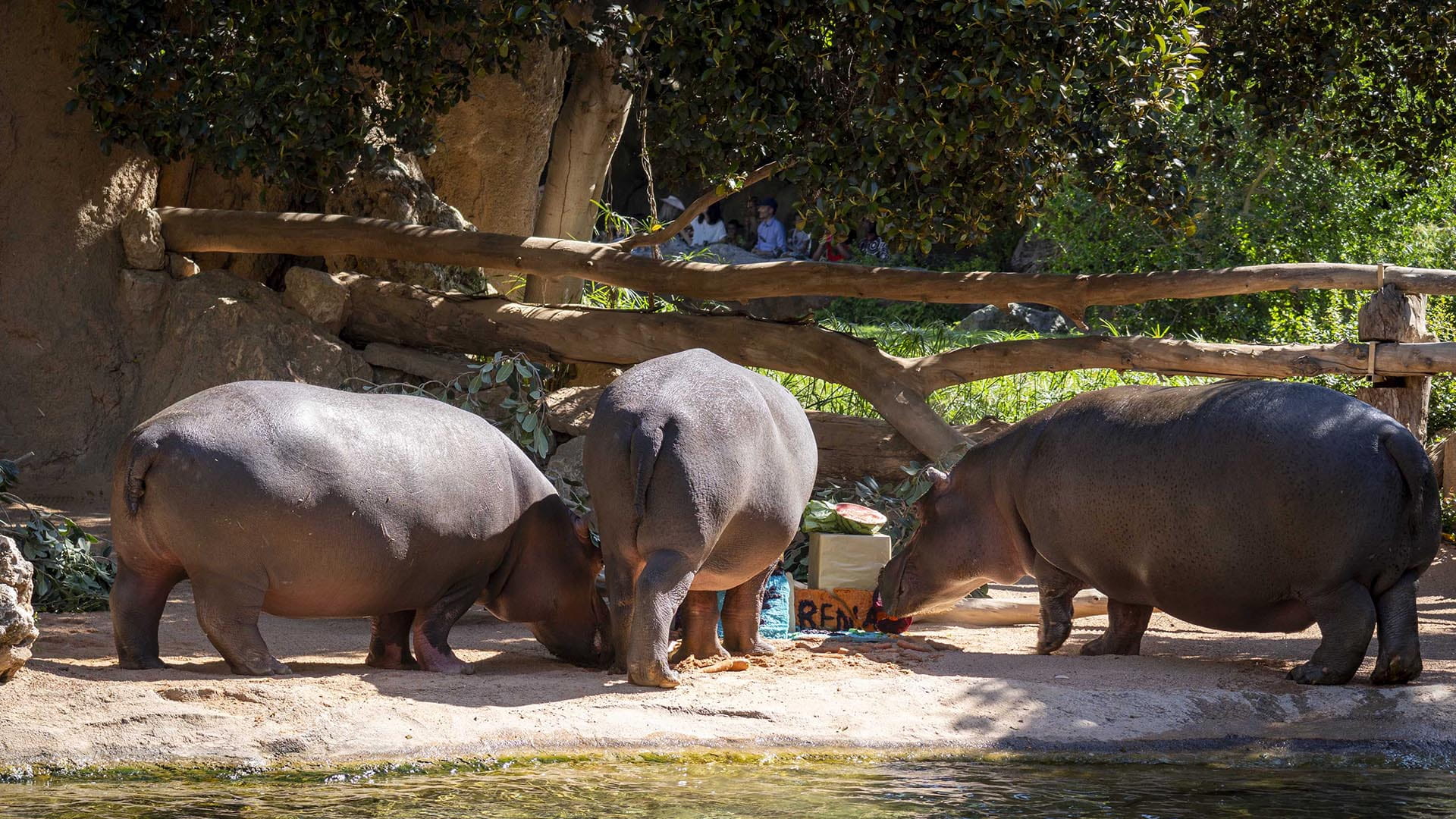 BIOPARC Valencia celebra el cumpleaños de los hipopótamos Gori y Serena
