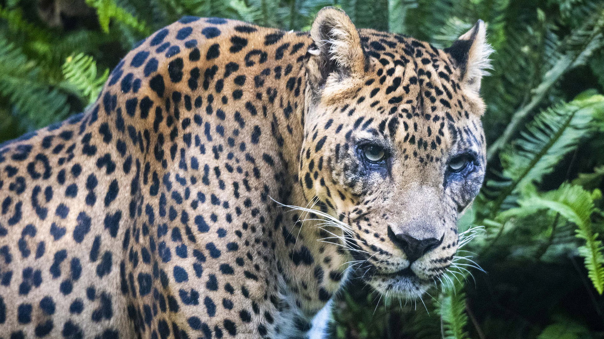 Emotivo “adiós” a Negombo, el leopardo de BIOPARC Valencia