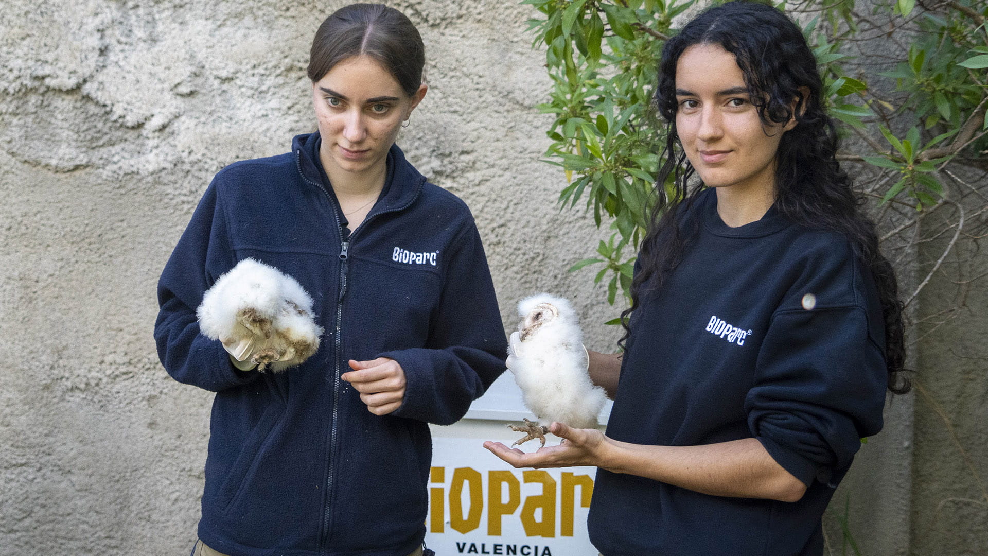 Fundación BIOPARC comienza la reintroducción de la preciosa lechuza común en zonas periurbanas de Valencia
