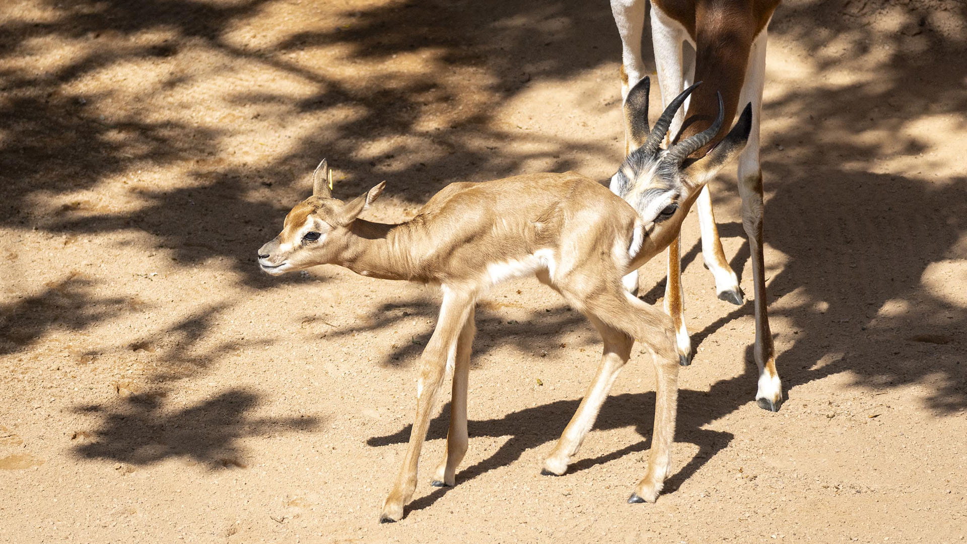 Nuevo nacimiento de gacela Mhorr en BIOPARC Valencia, especie que se extinguió en su hábitat