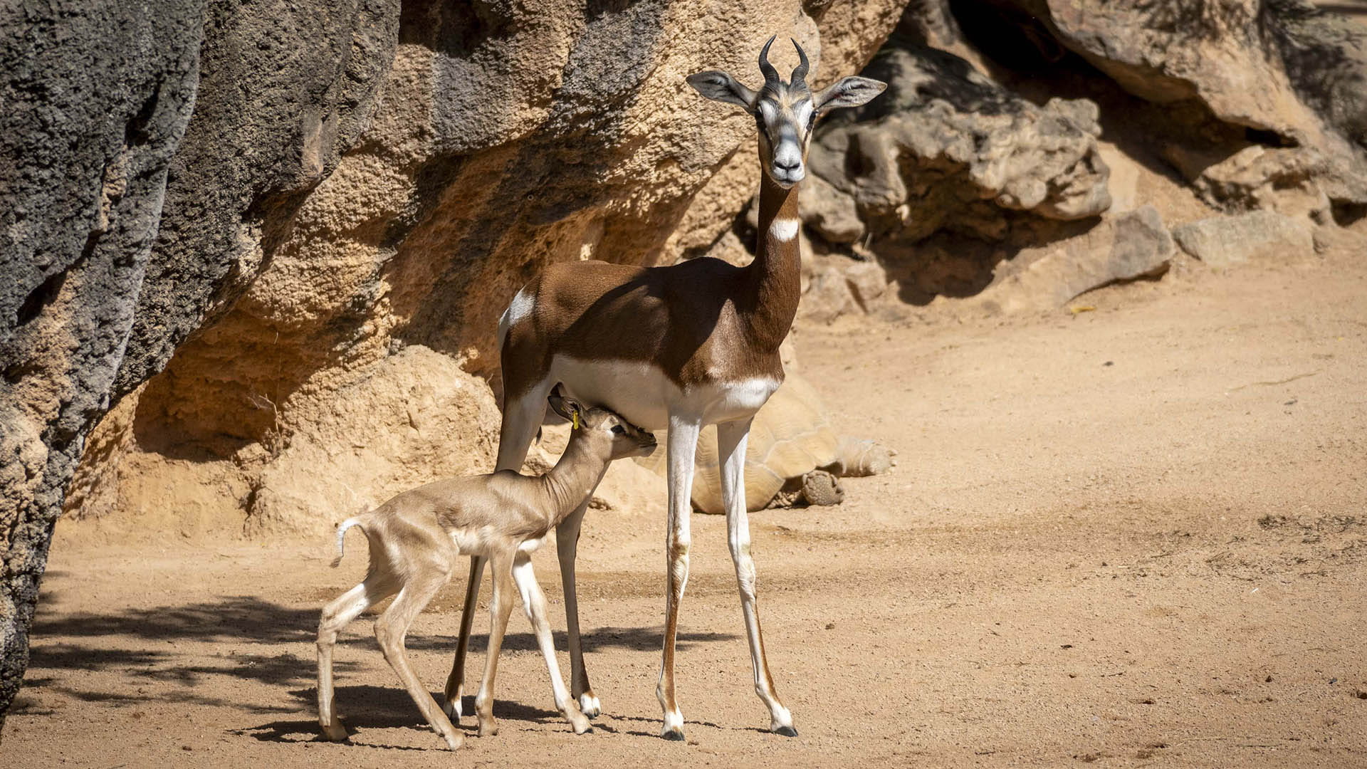 Gacelas Mhorr, madre y cría en la sabana de BIOPARC Valencia