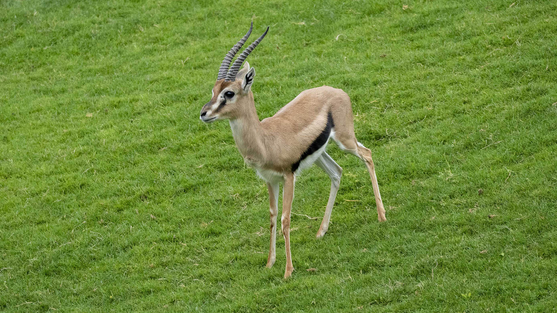 El macho del segundo mamífero más veloz de África ya corre por la sabana de BIOPARC Valencia
