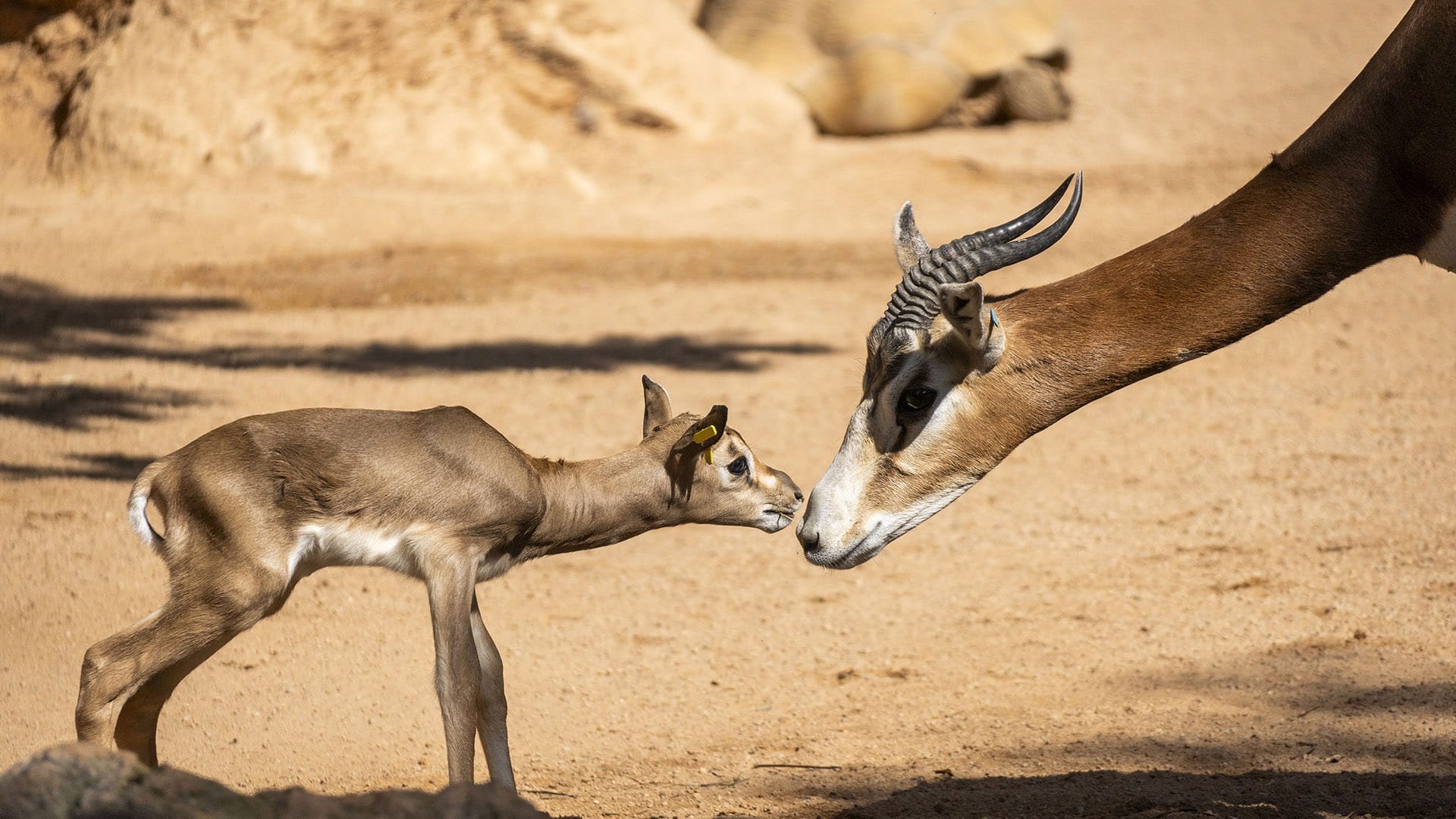 Nueva cría de gacela Mhorr en BIOPARC Valencia