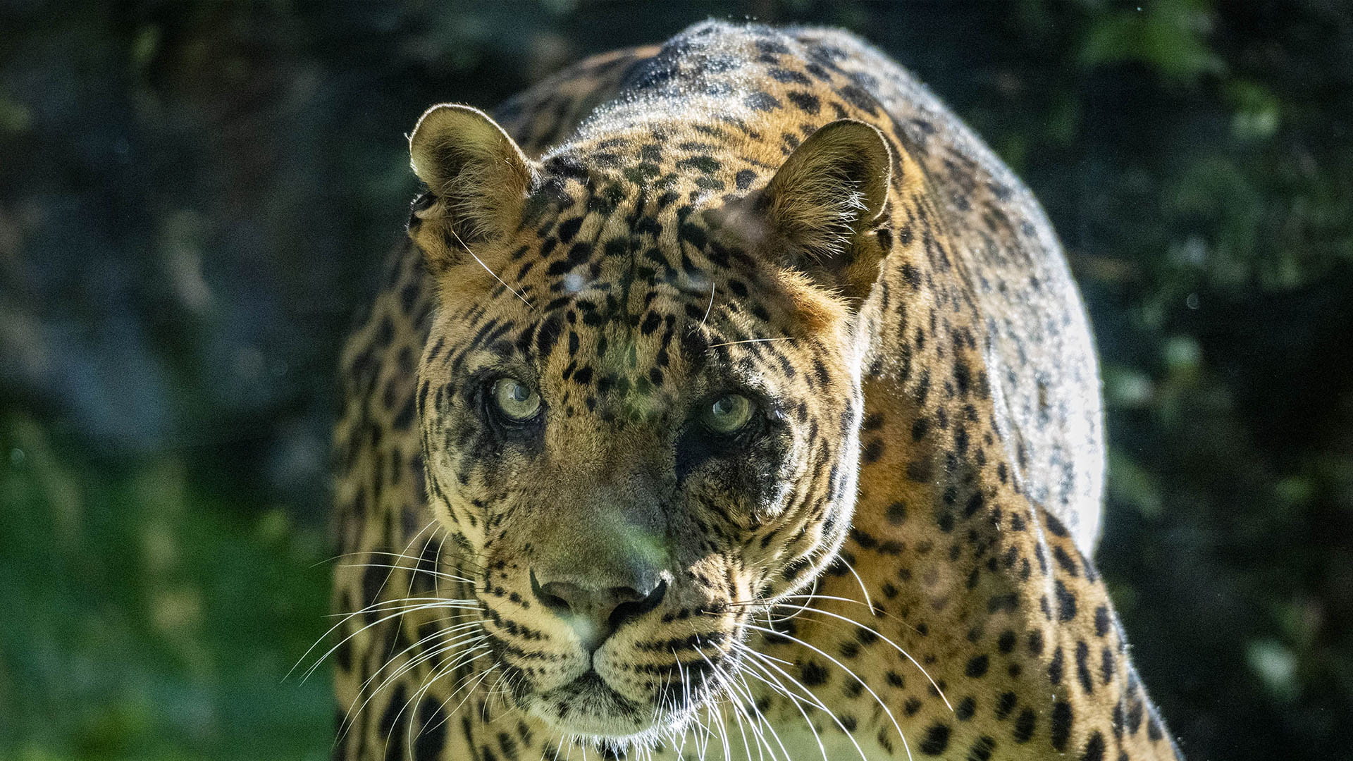 Negombo el macho de leopardo en BIOPARC Valencia