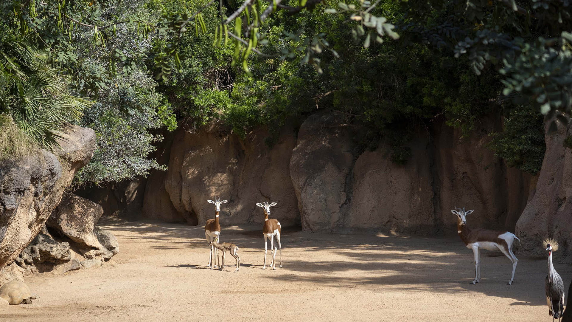 Gacelas Mhorr en recinto multiespecie en BIOPARC Valencia