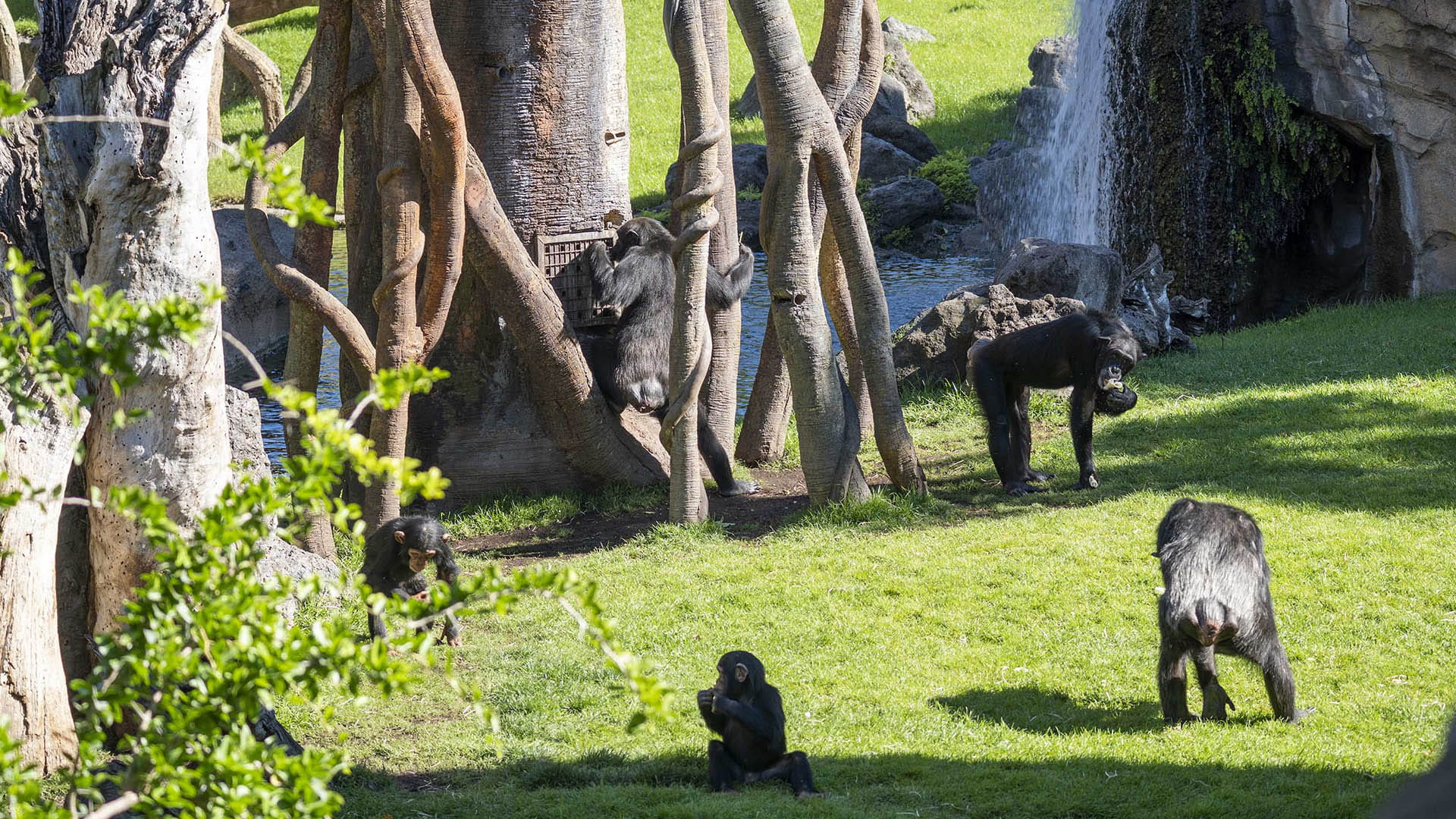 Nuevos elementos de enriquecimiento ambiental en los árboles artificiales de BIOPARC Valencia