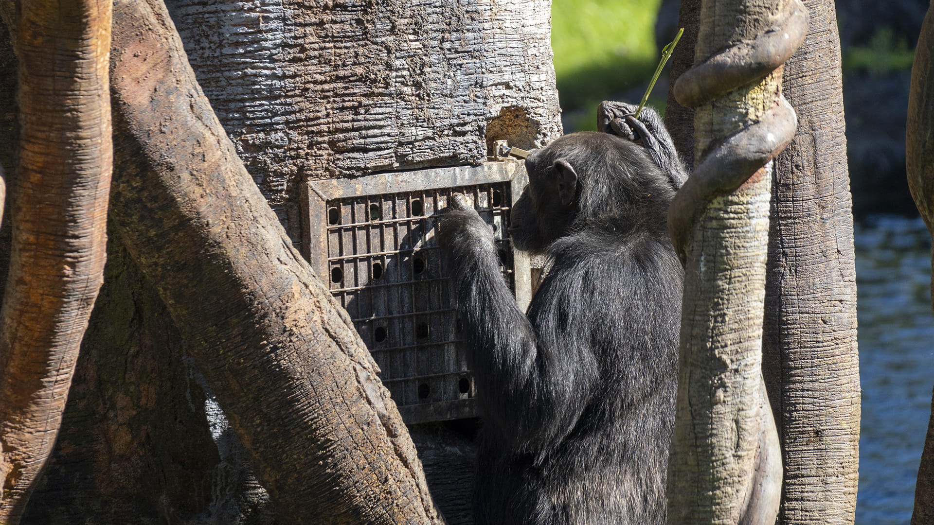 Caja puzzle, uno de los nuevos elementos de enriquecimiento ambiental para los chimpancés