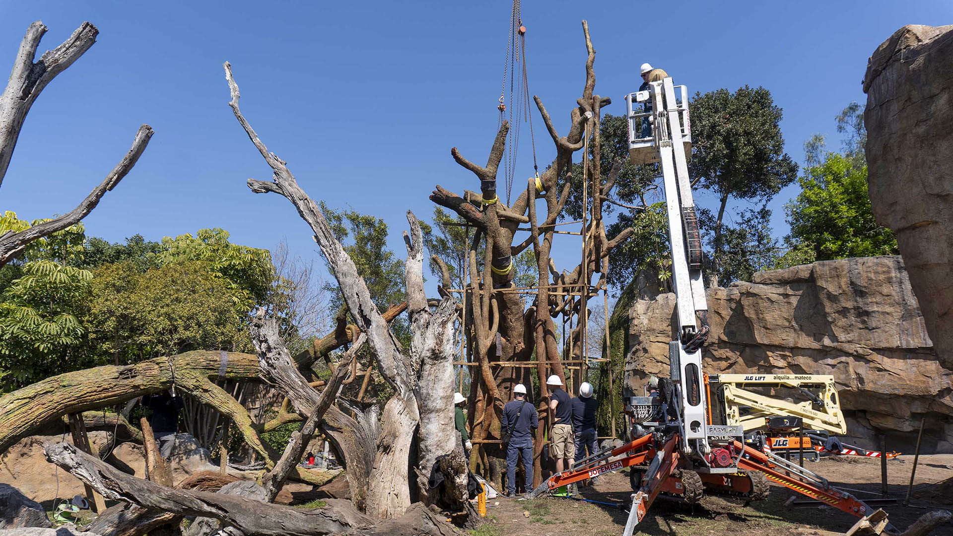 BIOPARC Valencia incorpora dos enormes arboles de naturalización artística única para mejorar el bienestar de los chimpancés