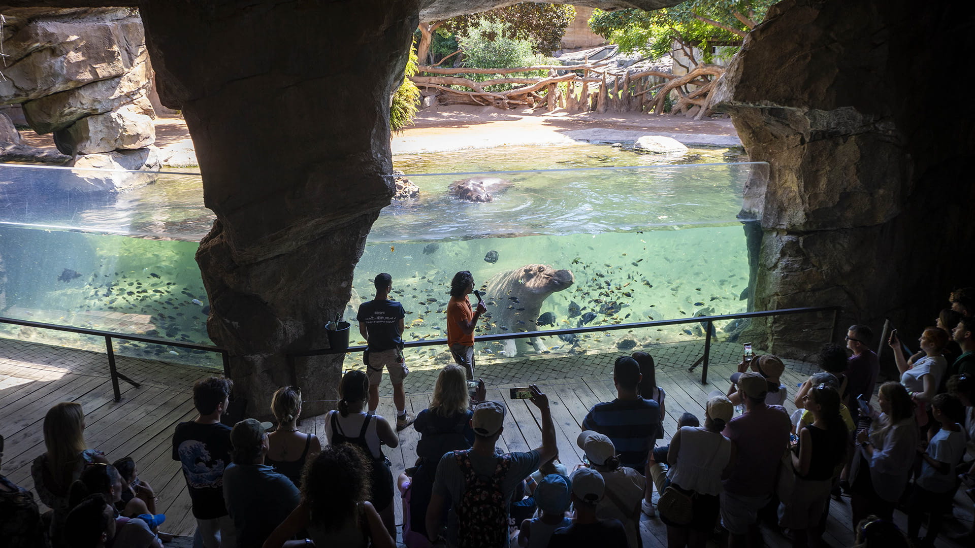 Hipopótamos durante una actividad educativa en BIOPARC Valencia