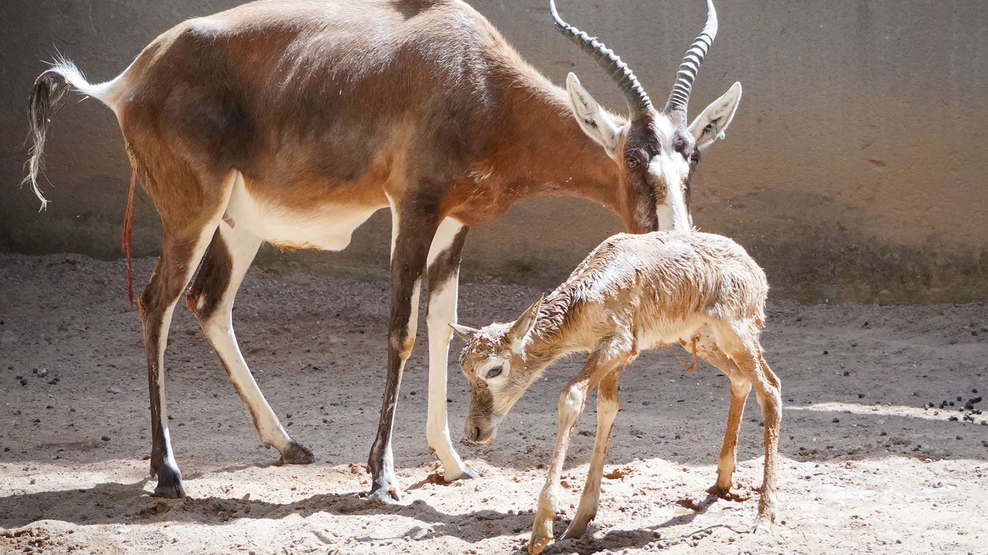 Blesbok, madre y cria, en las instalaciones interiores de BIOPARC Valencia Blesbok, madre y cría, en las instalaciones interiores de BIOPARC Valencia
