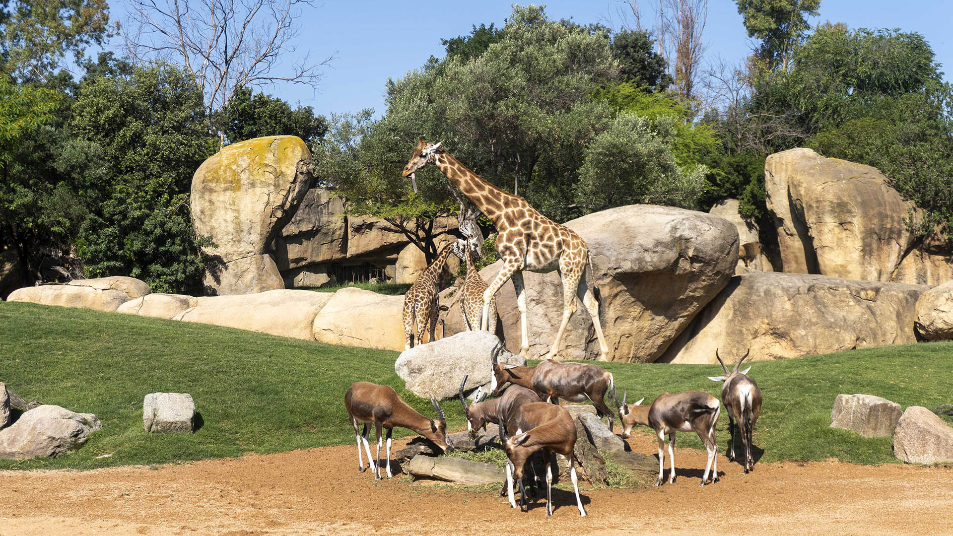 Jirafas y blesboks en la sabana de BIOPARC Valencia Jirafas y blesboks en la sabana de BIOPARC Valencia