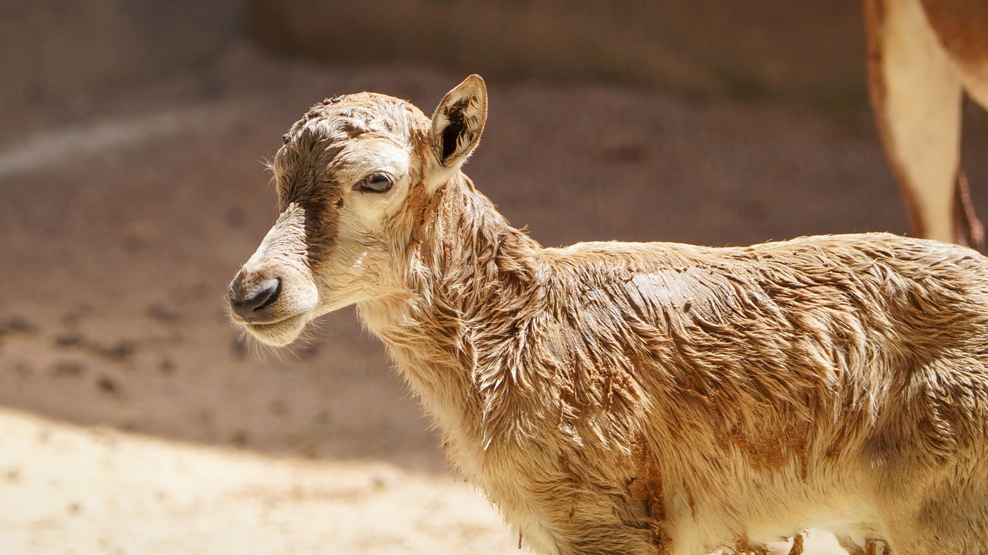 Cria de blesbok recien nacida en BIOPARC Valencia Cría de blesbok recién nacida en BIOPARC Valencia