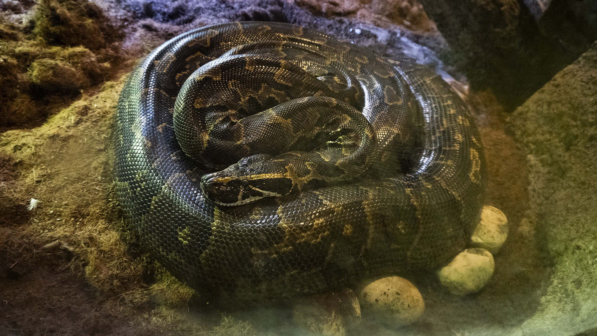 Especialistas de BIOPARC Valencia graban la impresionante puesta de huevos de la serpiente mas grande de Africa Especialistas de BIOPARC Valencia graban la impresionante puesta de huevos de la serpiente más grande de África