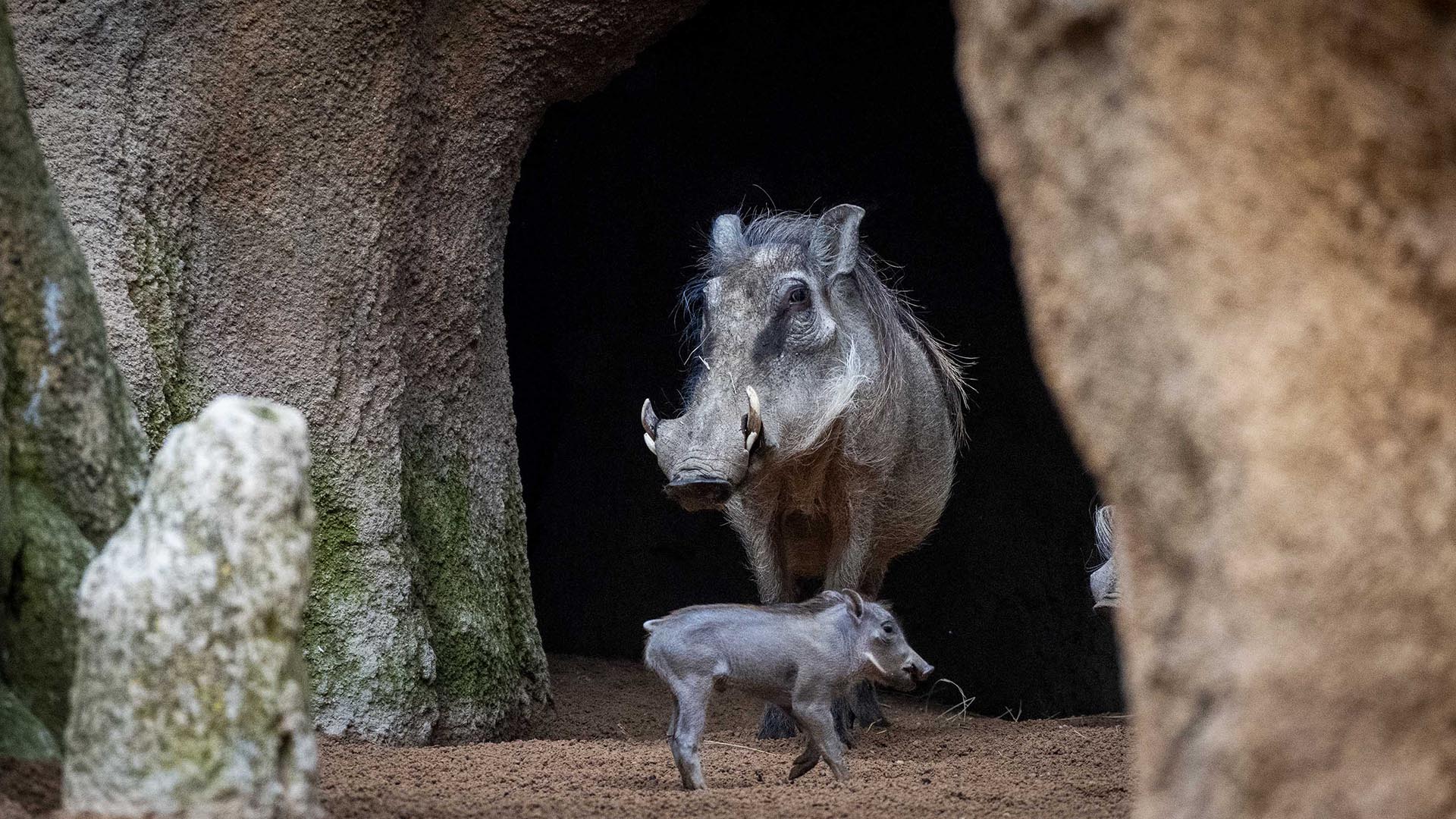 Facóqueros en la sabana de BIOPARC Valencia
