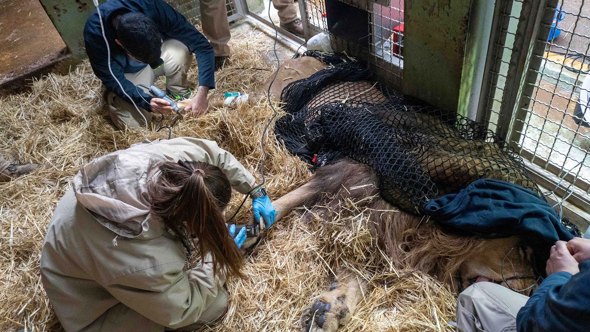 Intervención veterinaria león Lubango en BIOPARC Valencia