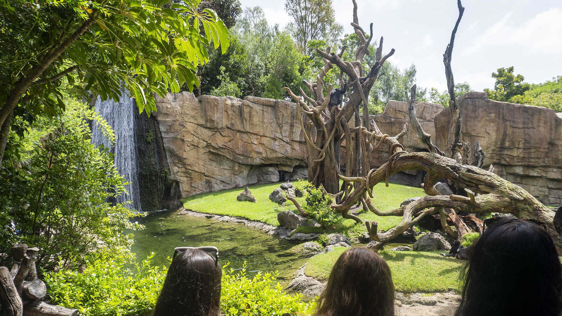 Visitantes observando a los chimpancés sobre los nuevos árboles en BIOPARC Valencia