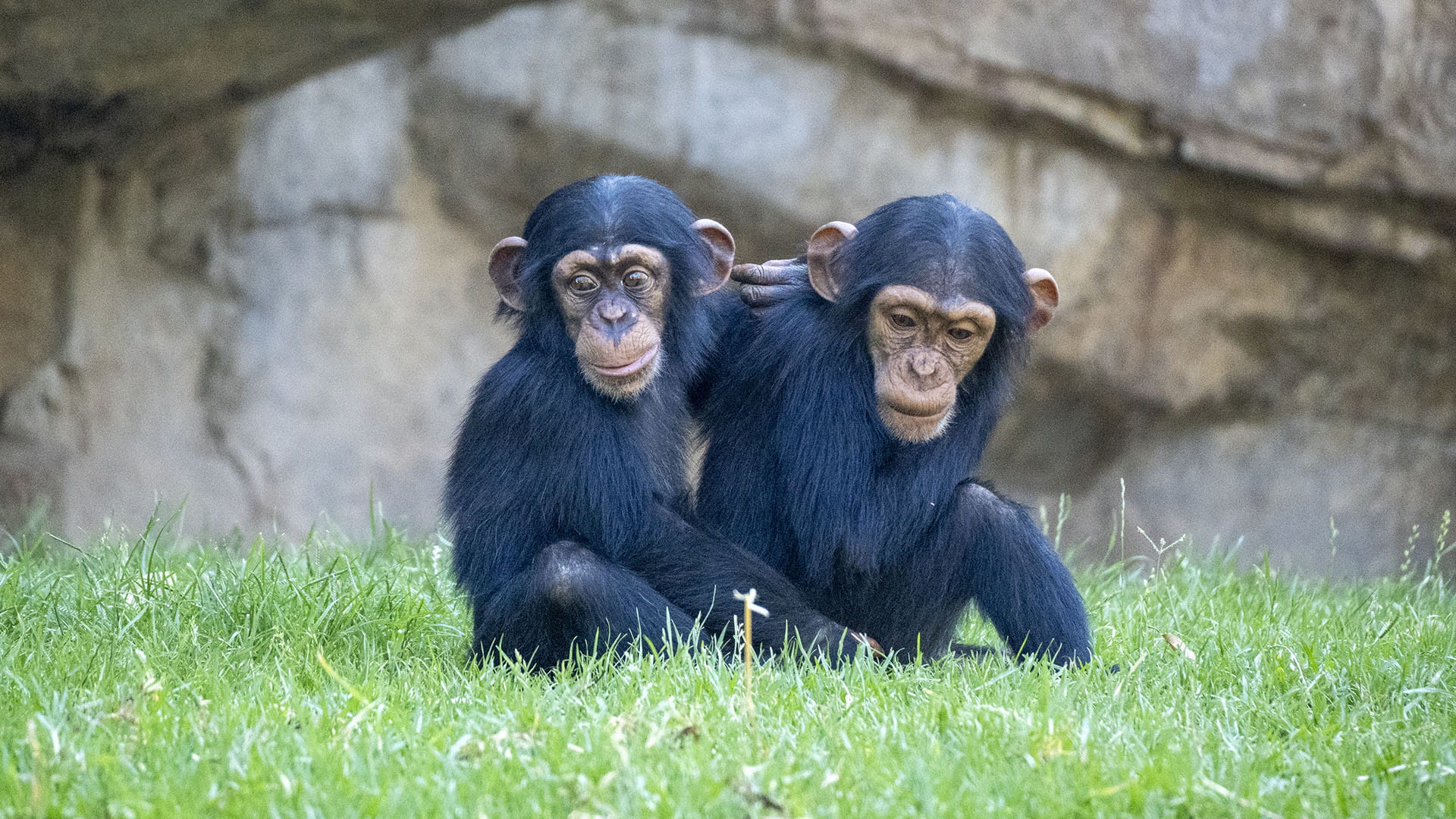Las crías de chimpance Ekon y Cala en la selva de BIOPARC Valencia