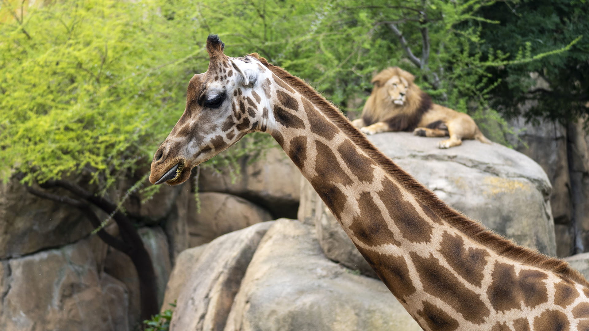 Jirafa y león en la sabana de BIOPARC Valencia
