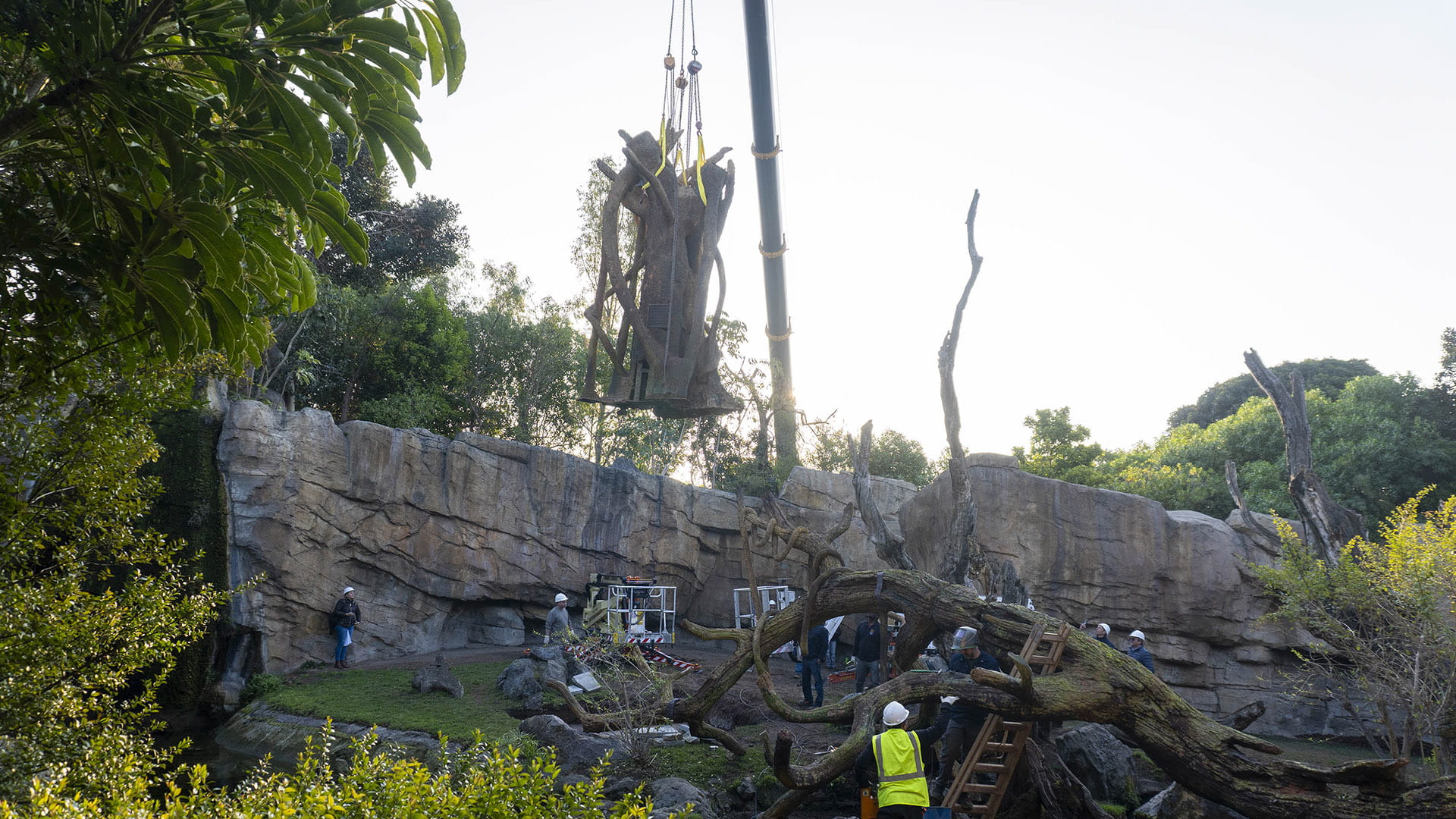 BIOPARC Valencia incorpora dos enormes árboles de naturalización artística única para mejorar el bienestar de los chimpancés