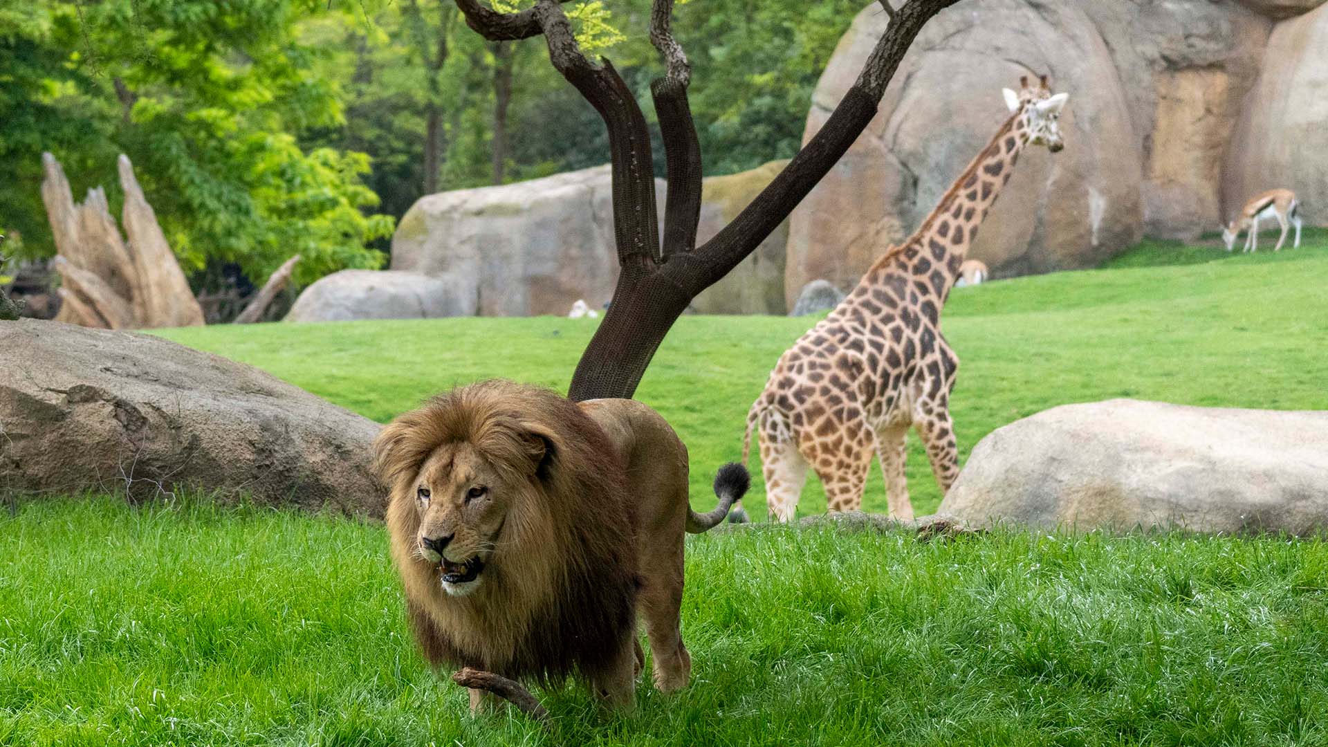 Primavera 2026 - León y jirafa en la sabana de BIOPARC Valencia
