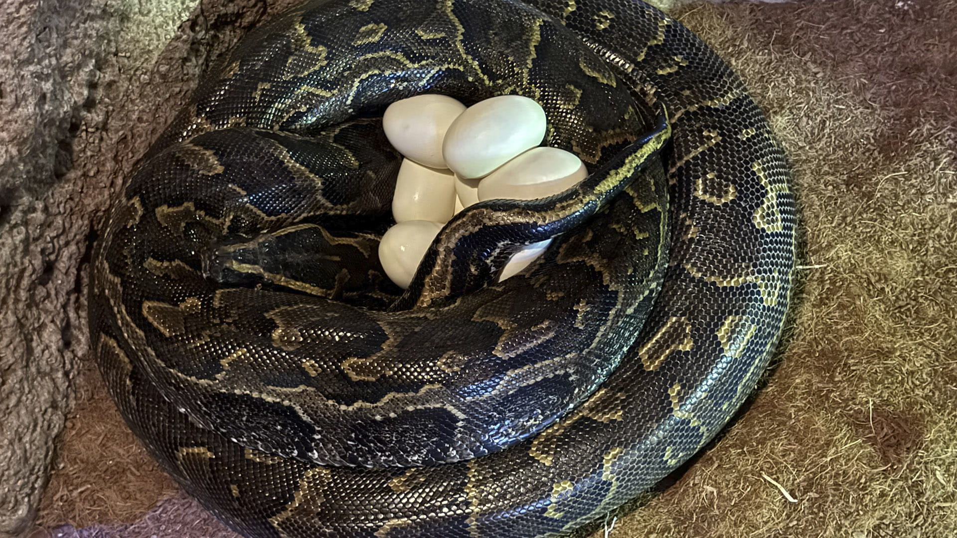 Especialistas de BIOPARC Valencia graban la impresionante puesta de huevos de la serpiente más grande de África
