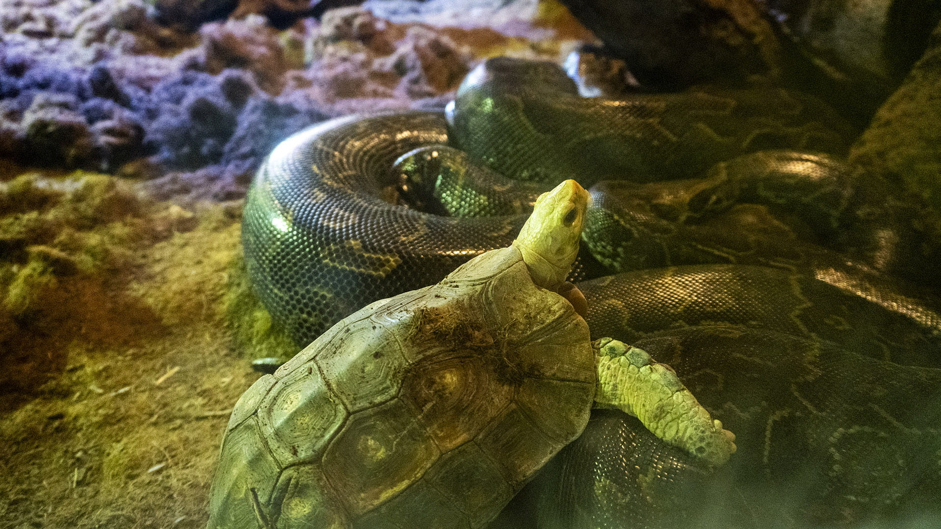 Serpiente y tortuga en BIOPARC Valencia Serpiente y tortuga en BIOPARC Valencia