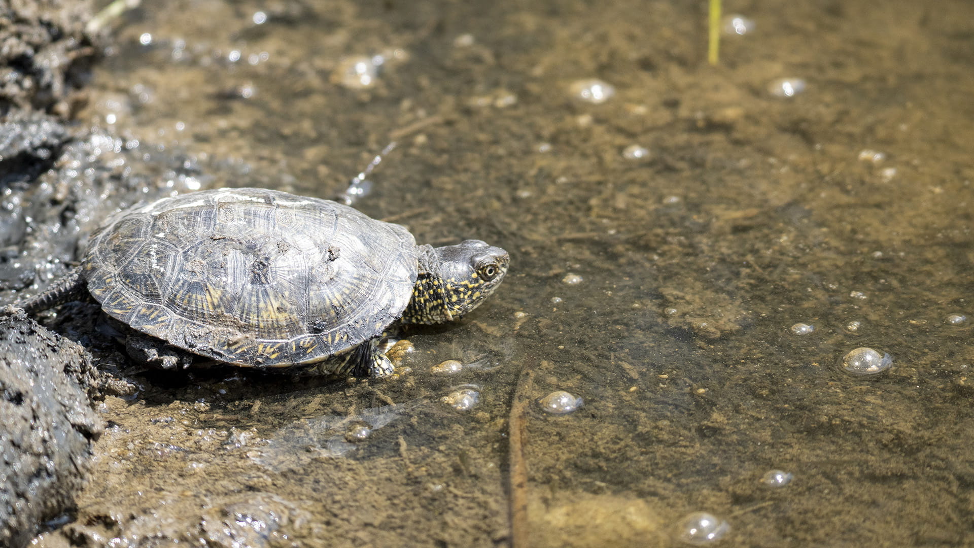 Cría de galápago europeo Emys orbicularis reintroducida en su hábitat natural