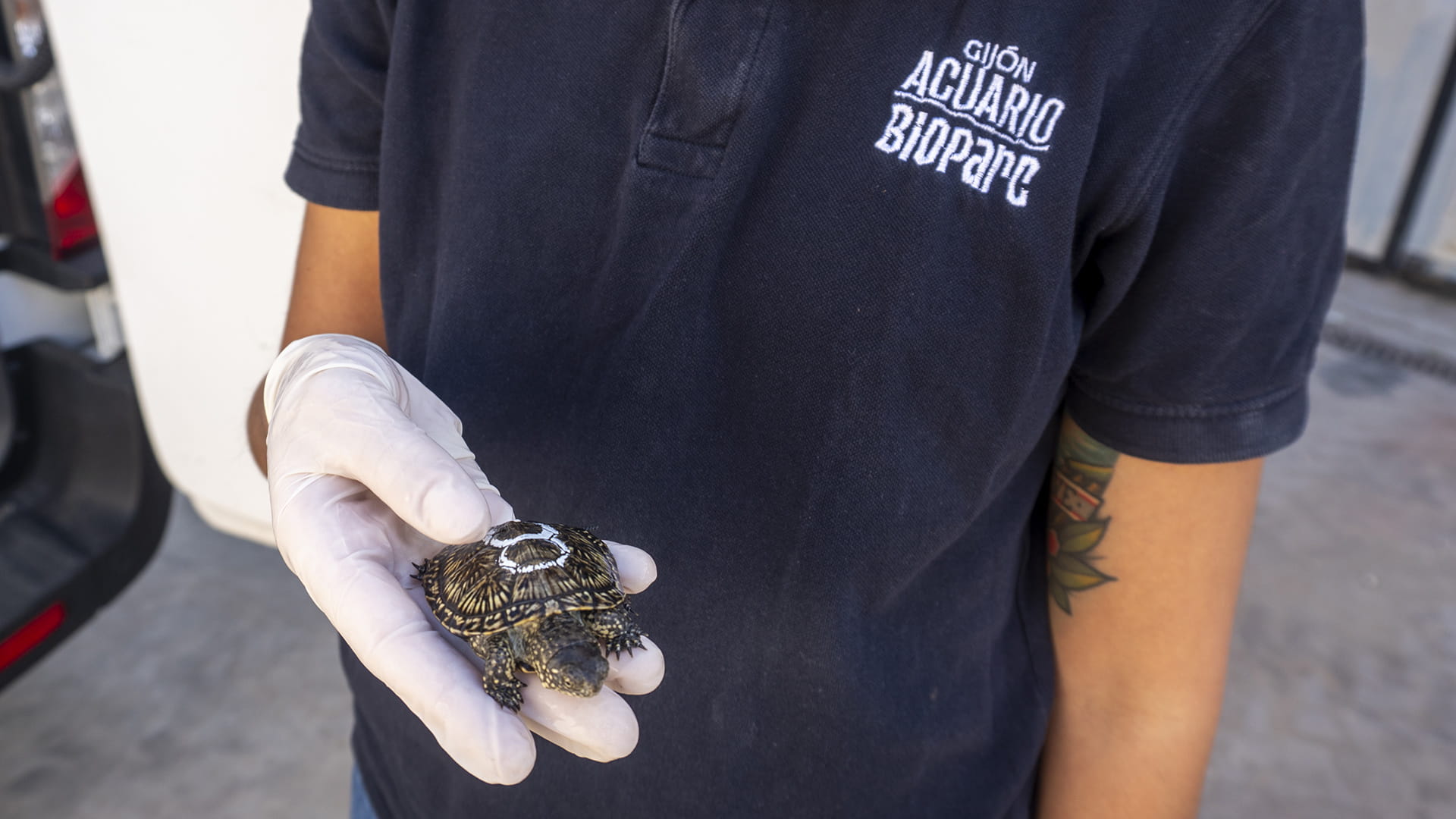 BIOPARC Acuario de Gijón participa activamente en el proyecto de conservación de las Emys orbicularis