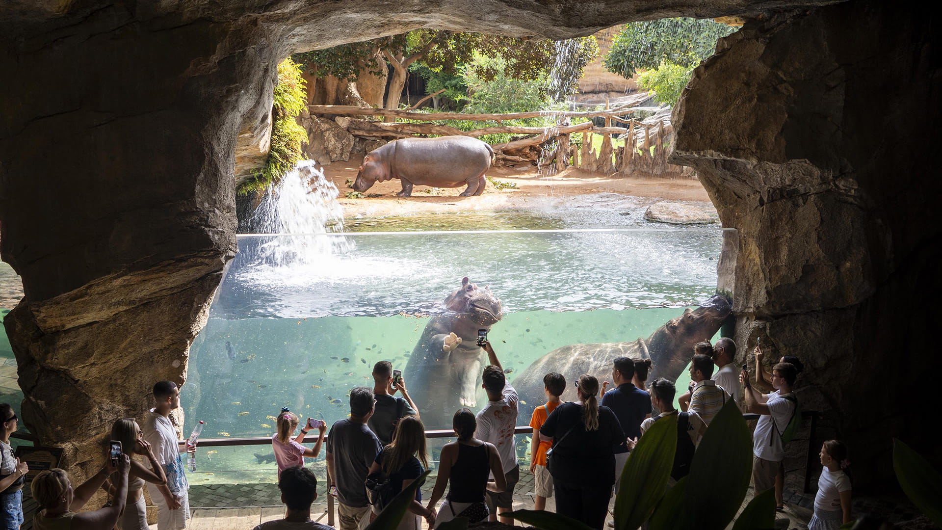 Visitantes observando a los hipopotamos en la cueva de Kitum de BIOPARC Valencia Visitantes observando a los hipopótamos en la cueva de Kitum de BIOPARC Valencia