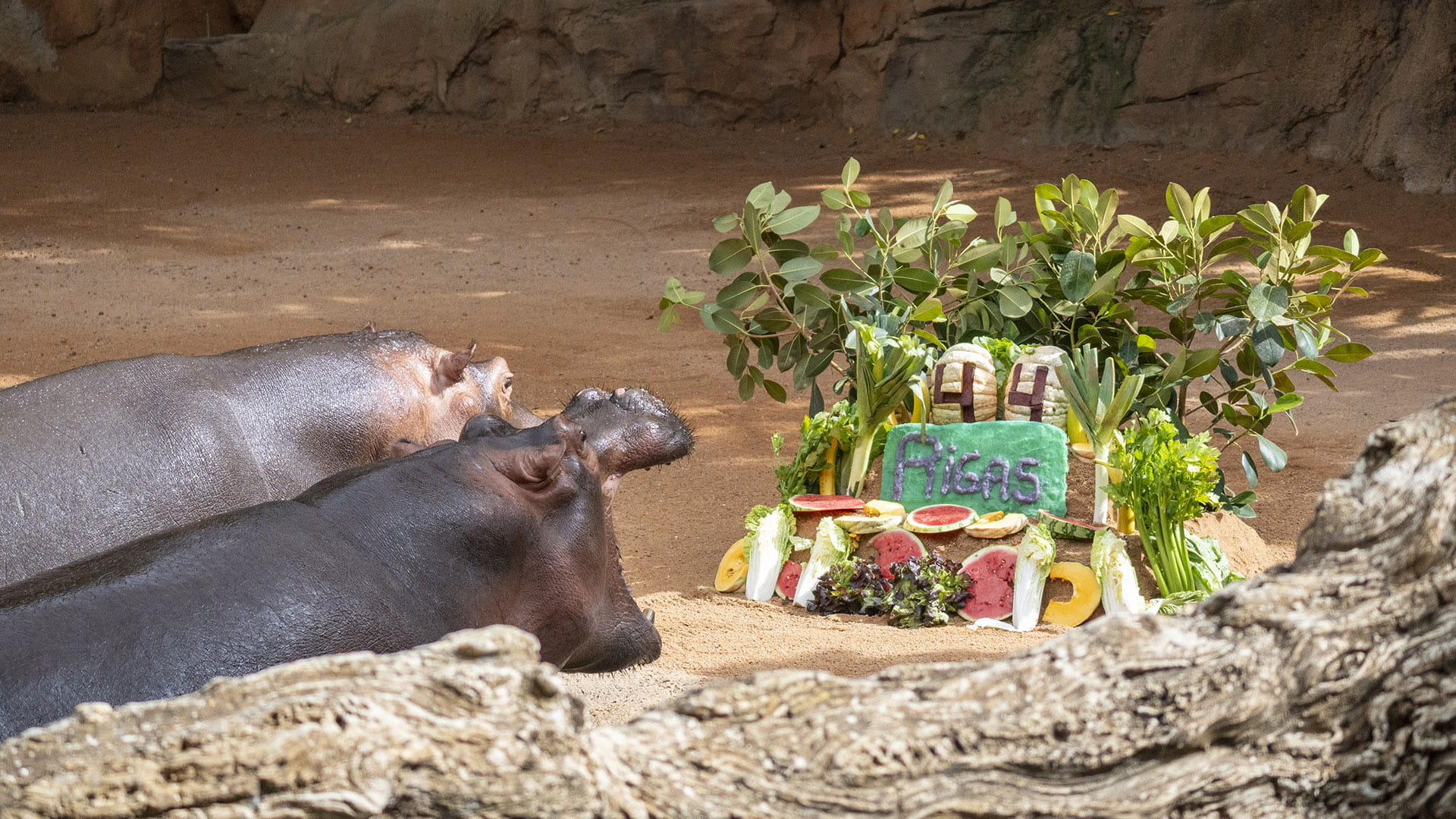 Los hipopotamos Serena y Gori disfrutando de un enriquecimiento ambiental en BIOPARC Valencia Los hipopótamos Serena y Gori disfrutando de un enriquecimiento ambiental en BIOPARC Valencia