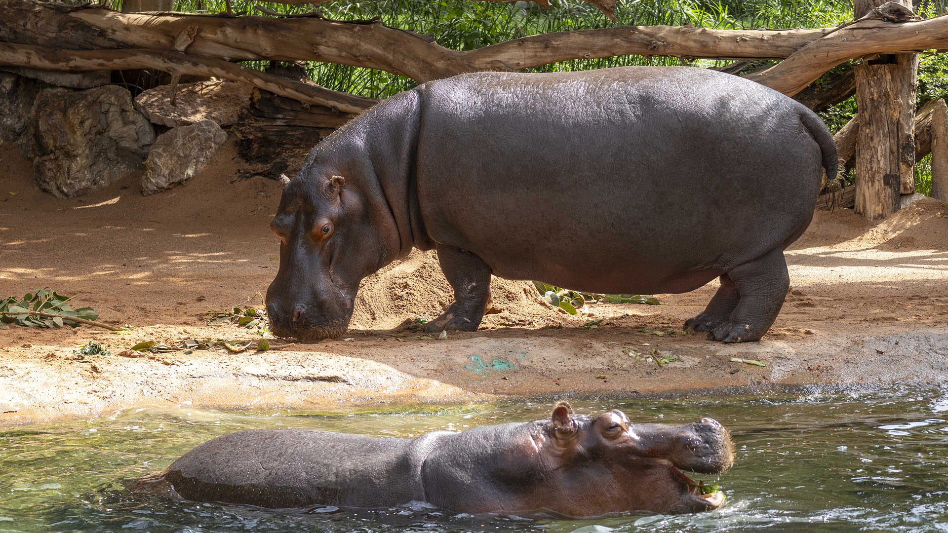 Fiesta de aniversario en BIOPARC Valencia por los 44 años de la hipopótama Rigas, la más longeva de España