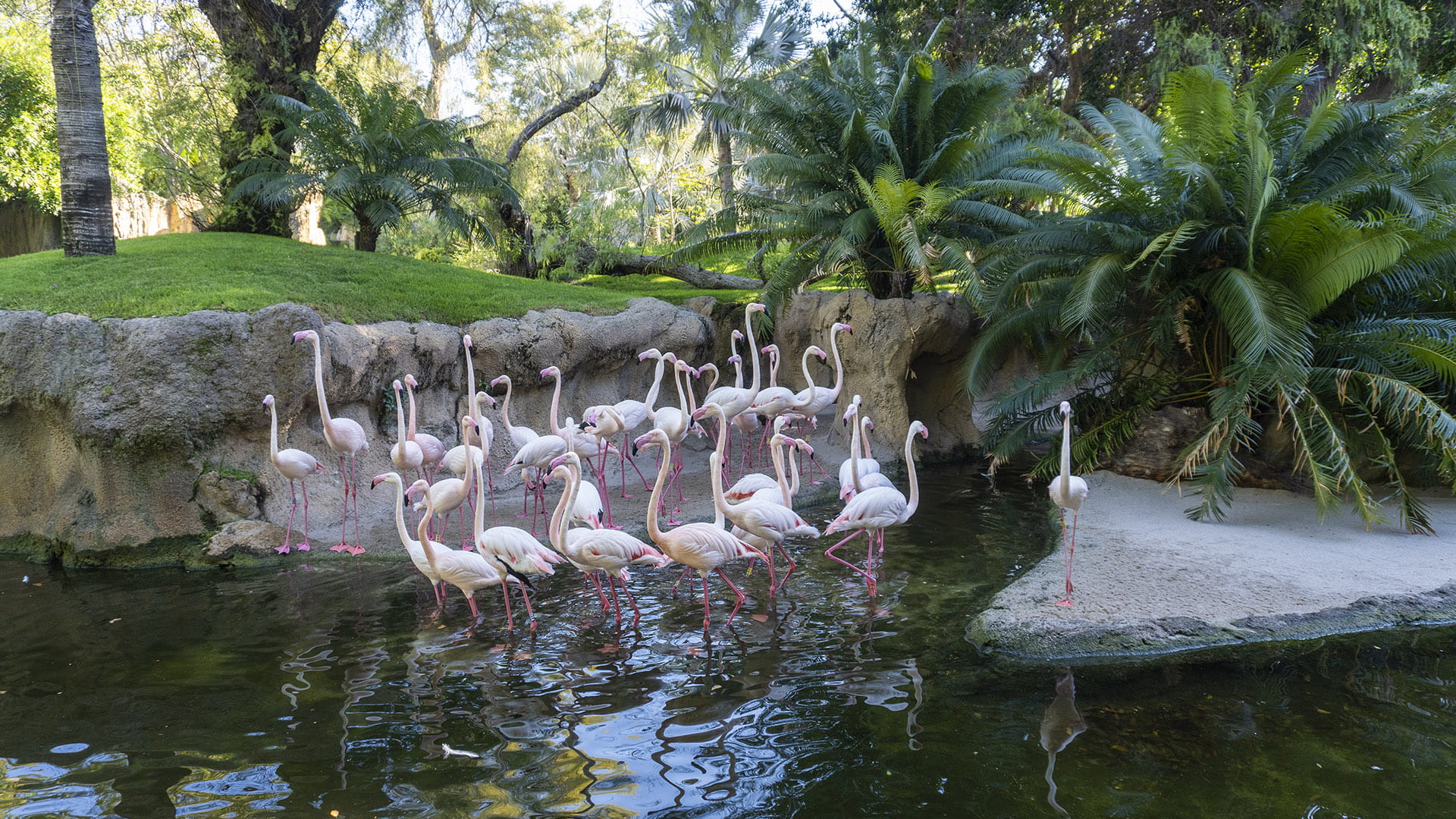 Flamencos en BIOPARC Valencia