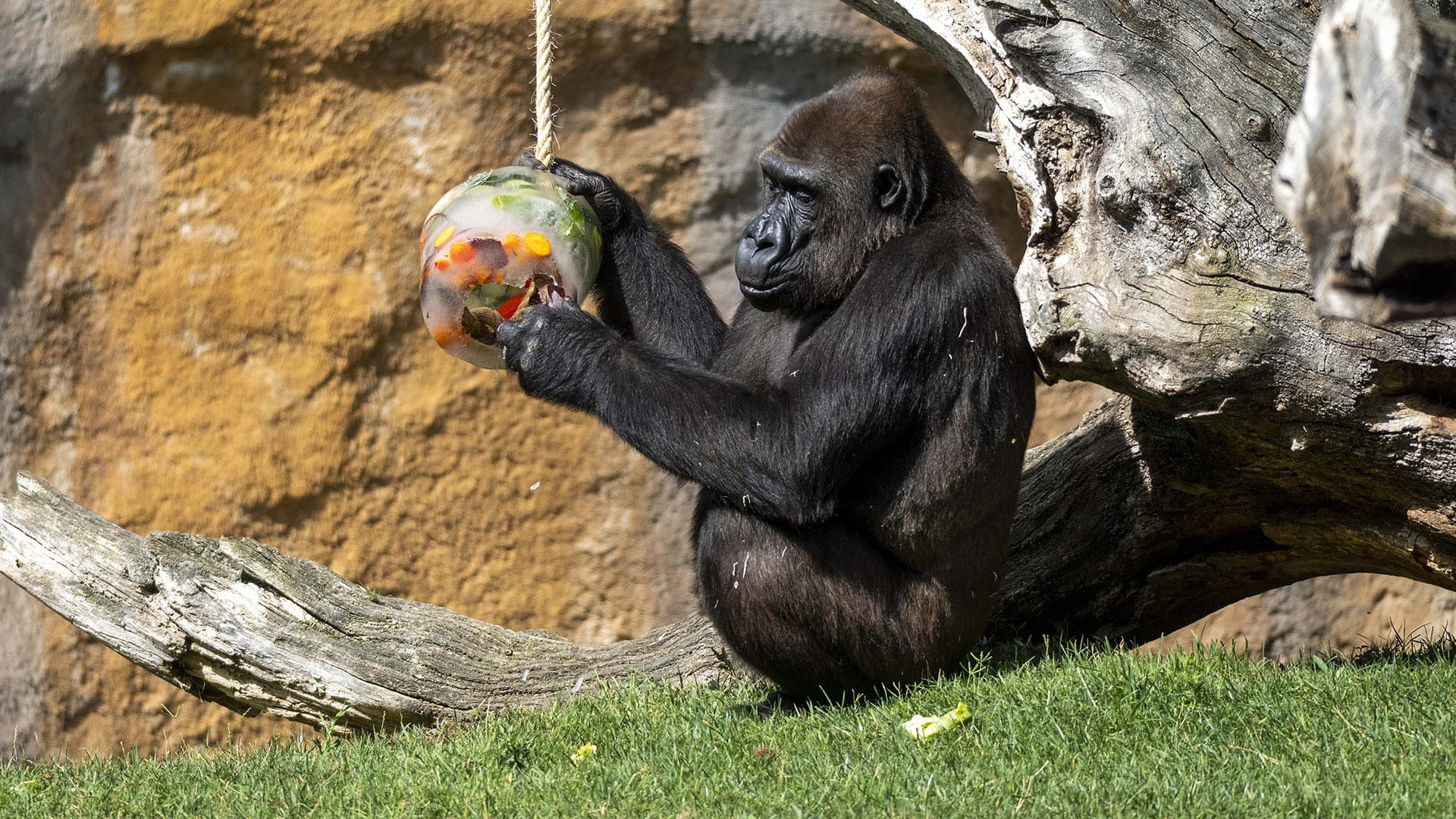 Helados gigantes, zonas de agua, baños de barro y lluvia artificial: así se refrescan los animales de BIOPARC Valencia