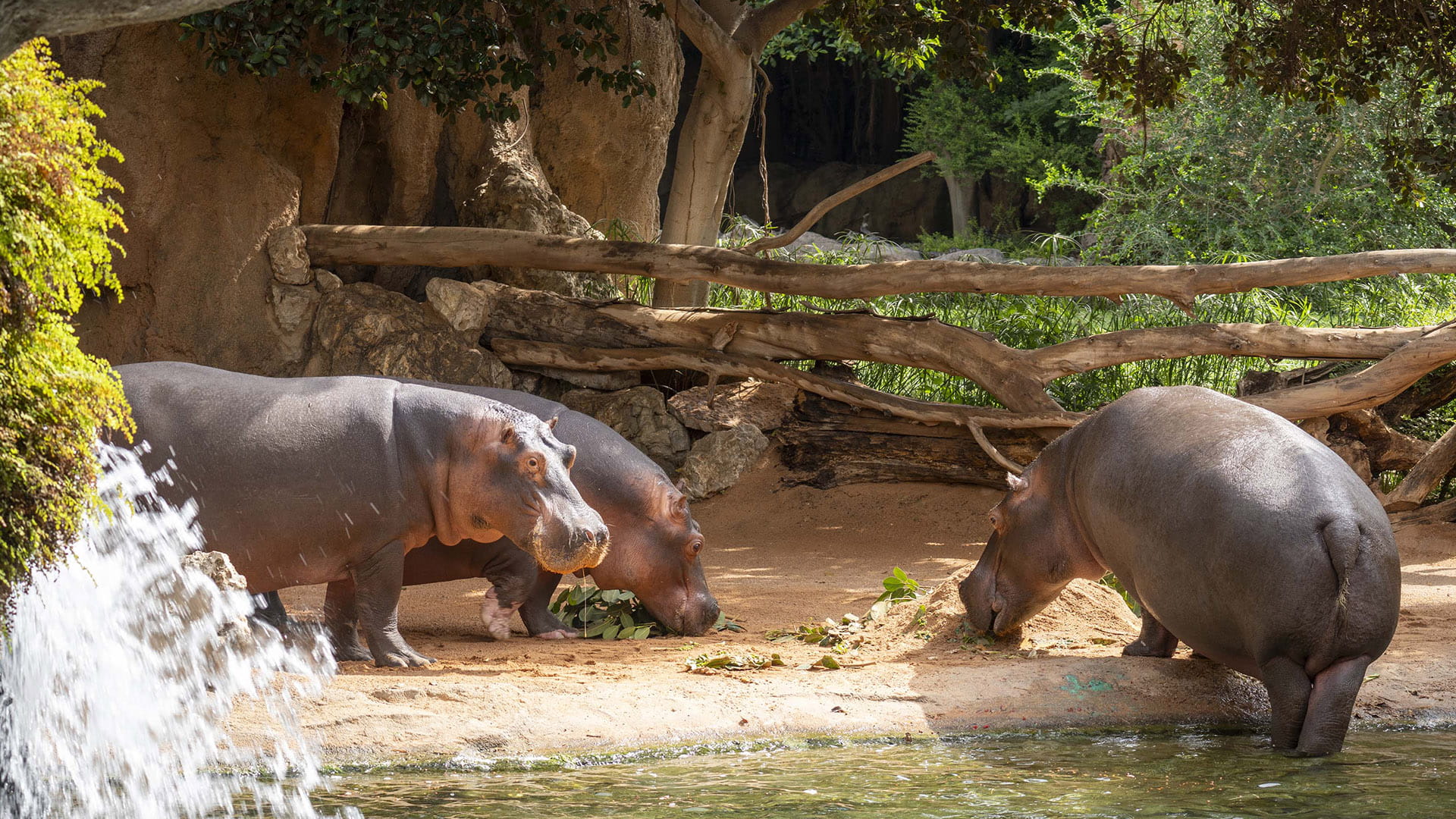 Fiesta de aniversario en BIOPARC Valencia por los 44 anos de la hipopótama Rigas, la mas longeva de Espana Fiesta de aniversario en BIOPARC Valencia por los 44 años de la hipopótama Rigas, la más longeva de España