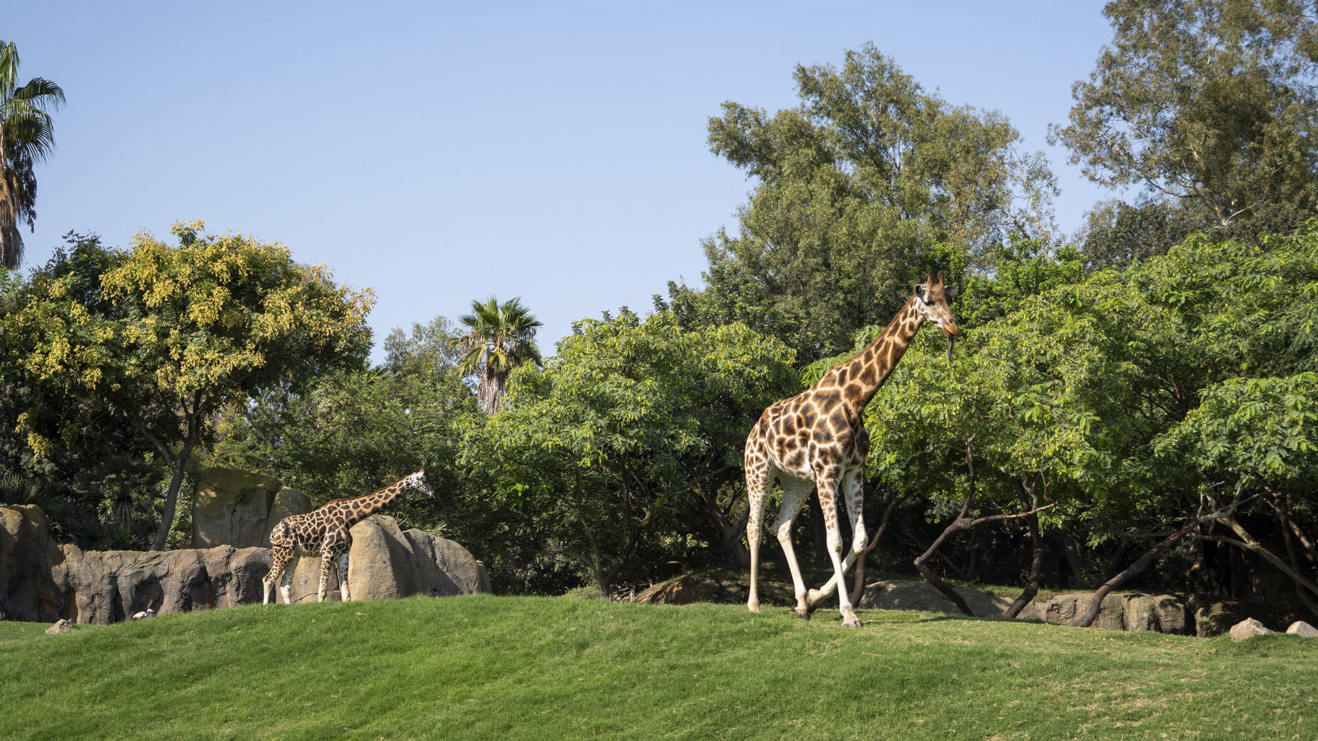 Jirafas en la sabana de BIOPARC Valencia