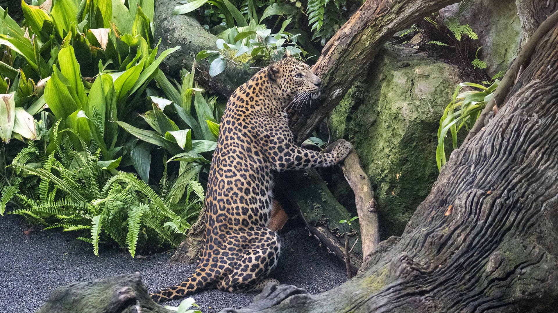 Hembra de leopardo de Sri Lanka en la selva ecuatorial de BIOPARC Valencia