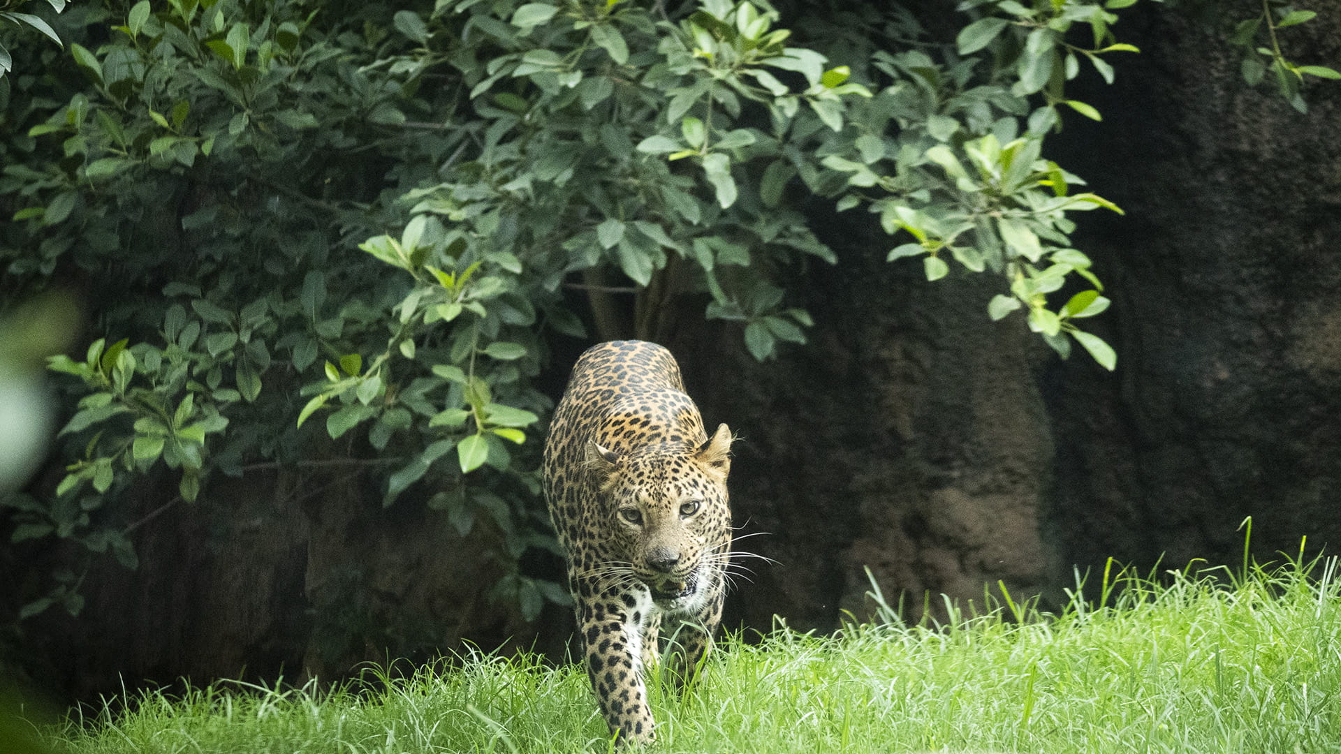 Leopardo en la selva ecuatorial de BIOPARC Valencia