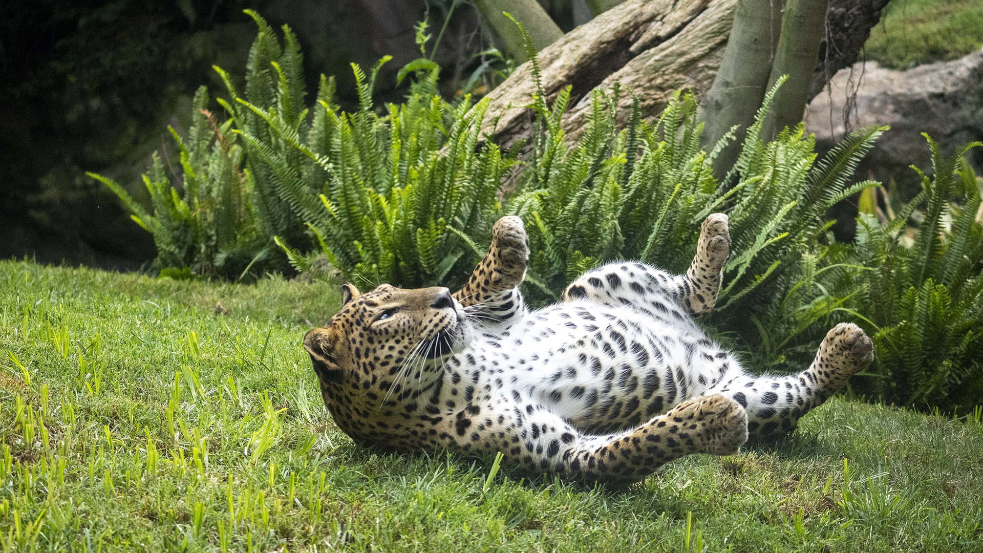 Leopardo en la selva ecuatorial de BIOPARC Valencia