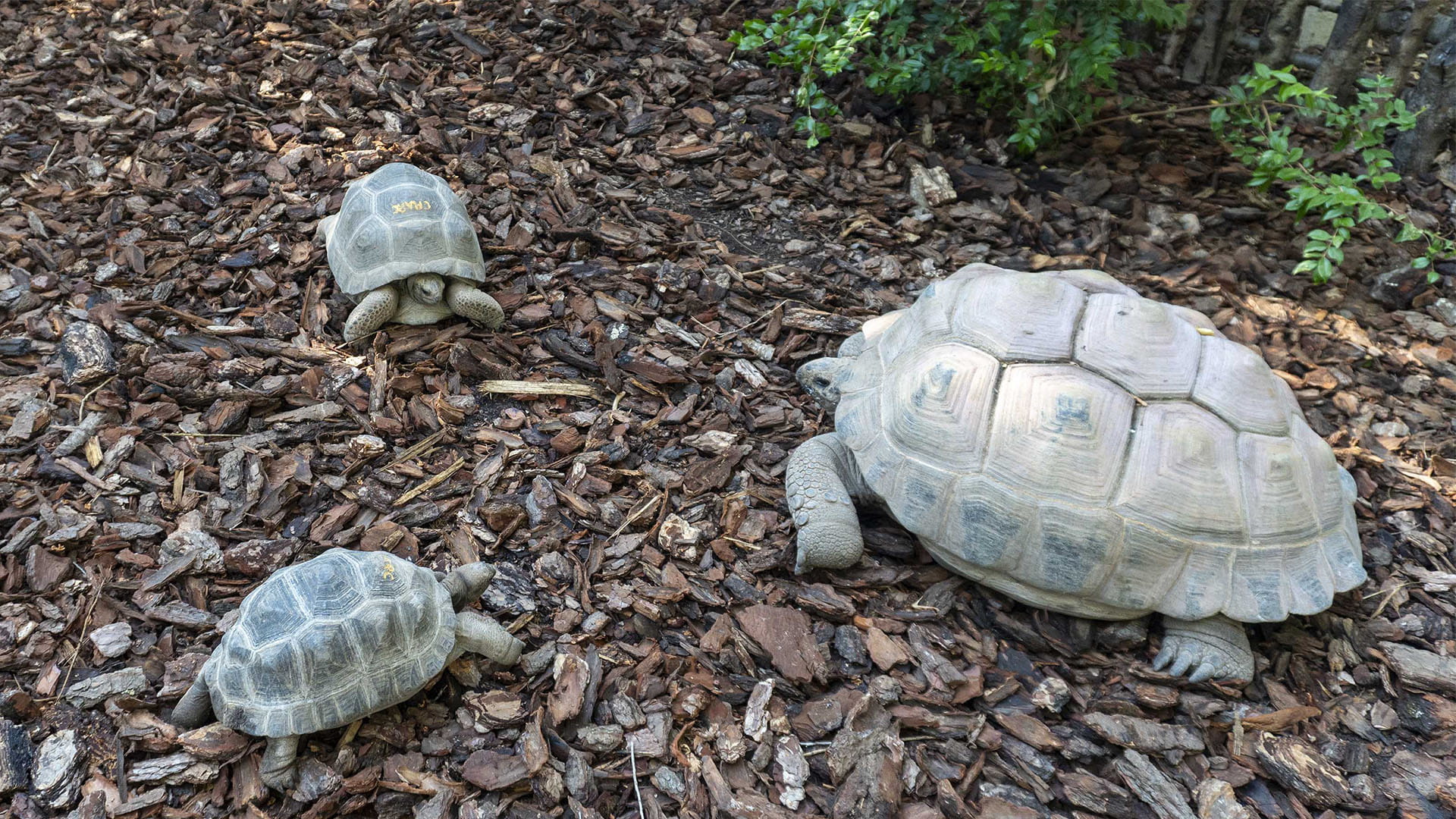 Tortugas gigantes de Aldabra en BIOPARC Valencia