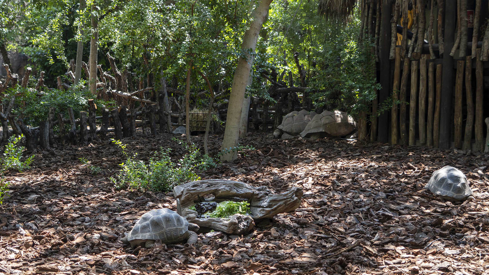 BIOPARC Valencia estrena una nueva instalación para la segunda tortuga terrestre más grande del mundo