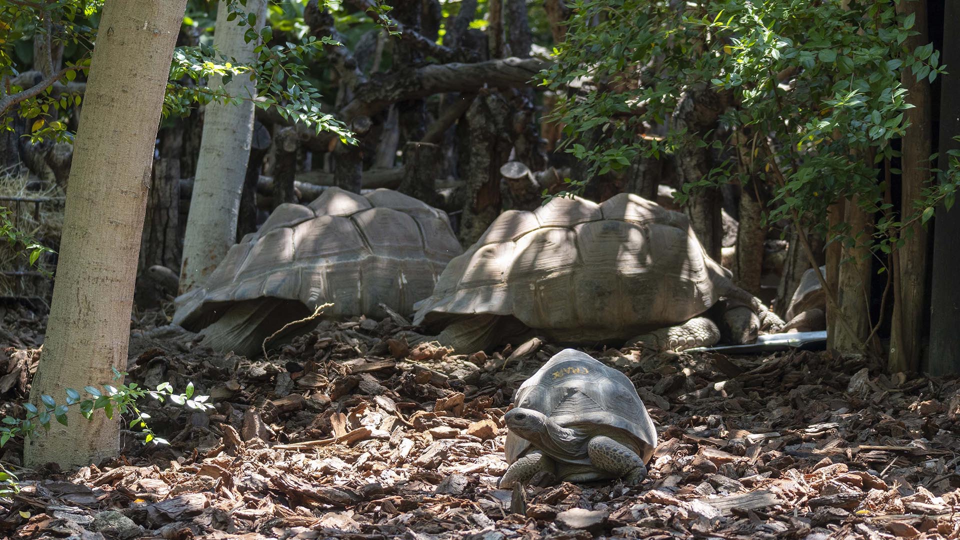 Tortugas de Aldabra en BIOPARC Valencia