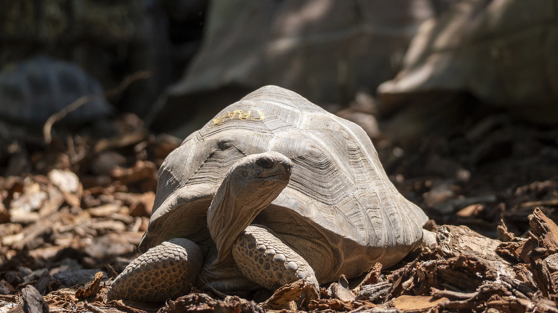 BIOPARC Valencia estrena una nueva instalación para la segunda tortuga terrestre más grande del mundo
