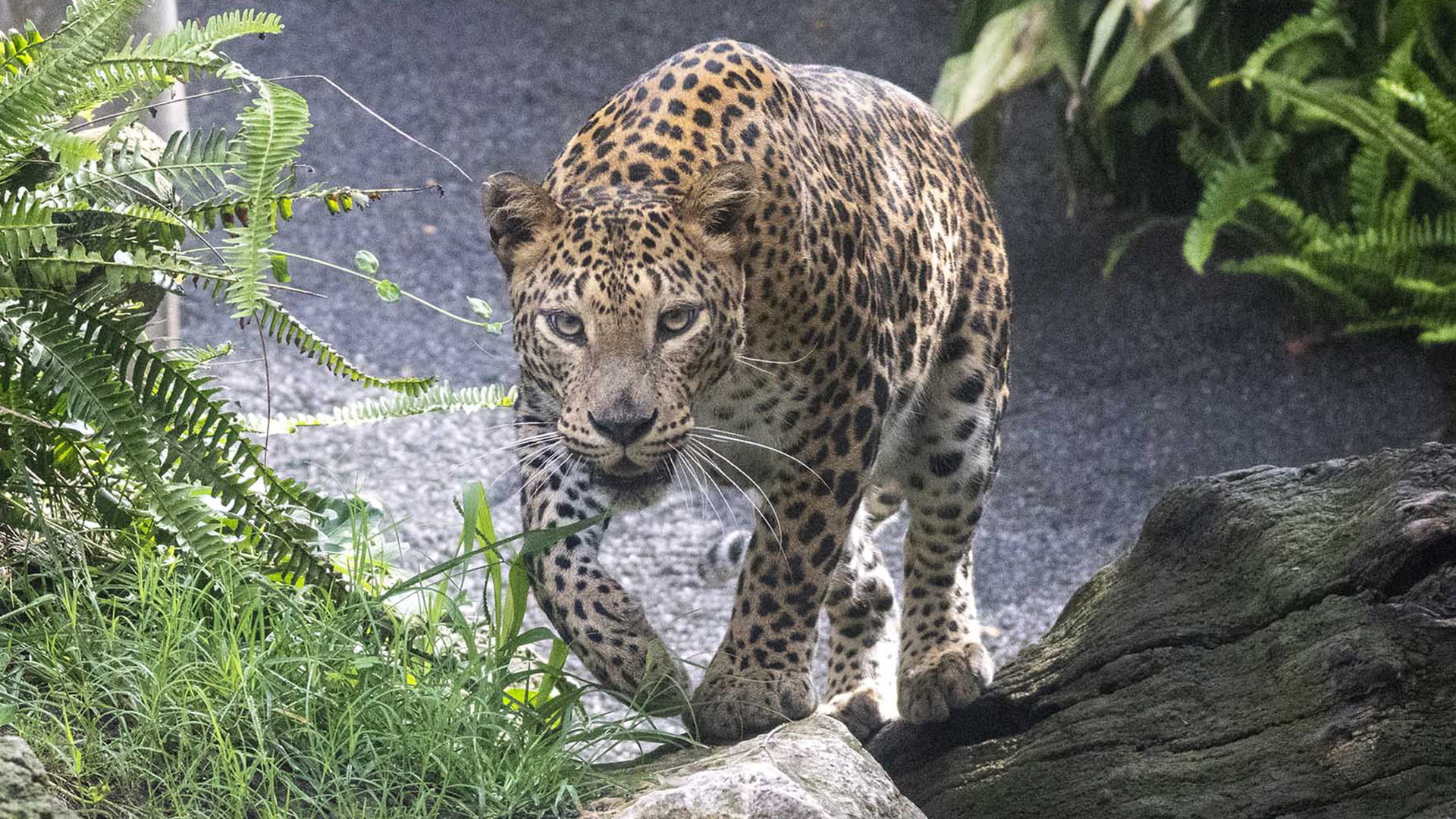 Máximo compromiso de BIOPARC Valencia con la conservación del leopardo, el félido con la distribución más amplia del planeta