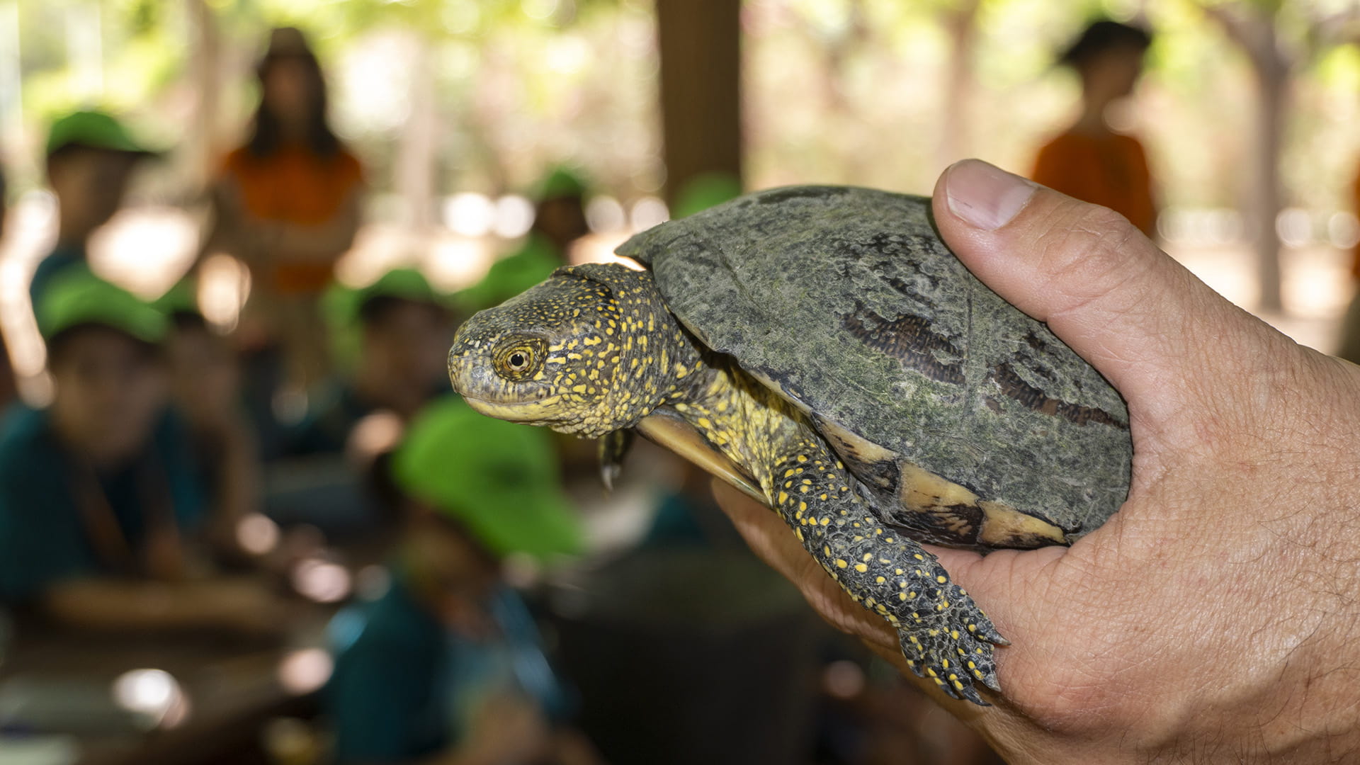 Proyecto de conservación del galápago europeo y concienciar sobre las especies exóticas invasoras