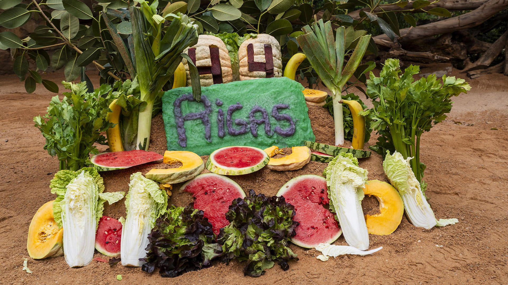 Tarta por el 44 aniversario de la hipopotama Rigas en BIOPARC Valencia Tarta por el 44 aniversario de la hipopótama Rigas en BIOPARC Valencia