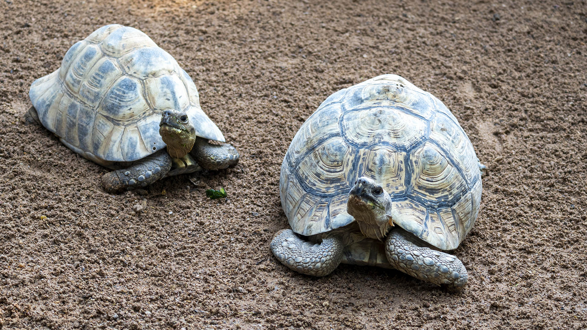 Tortugas leopardo en BIOPARC Valencia