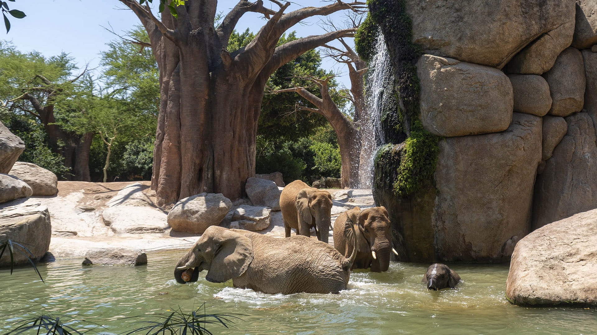 Elefantes refrescándose en el agua en el lago de BIOPARC Valencia