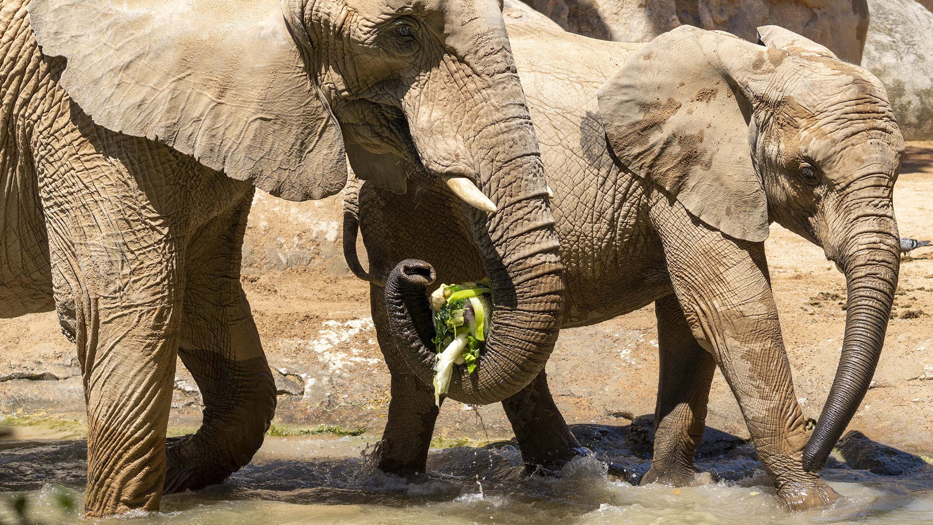 Enriquecimiento ambiental con helados para los elefantes en BIOPARC Valencia